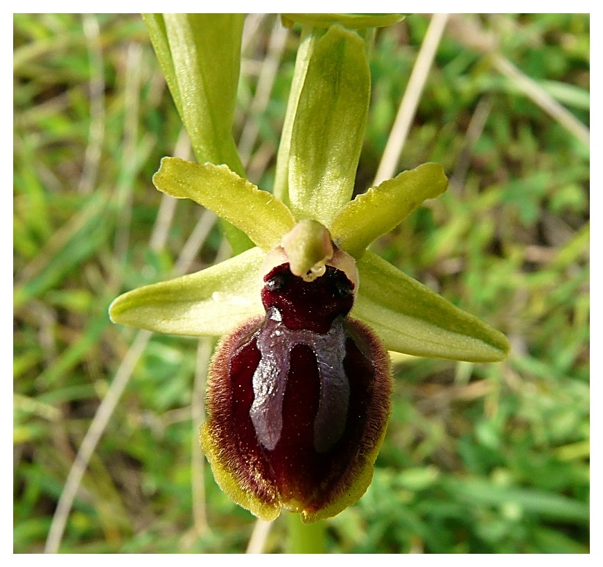 Ophrys Araneola....?????